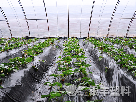 安徽客戶種植草莓案例
