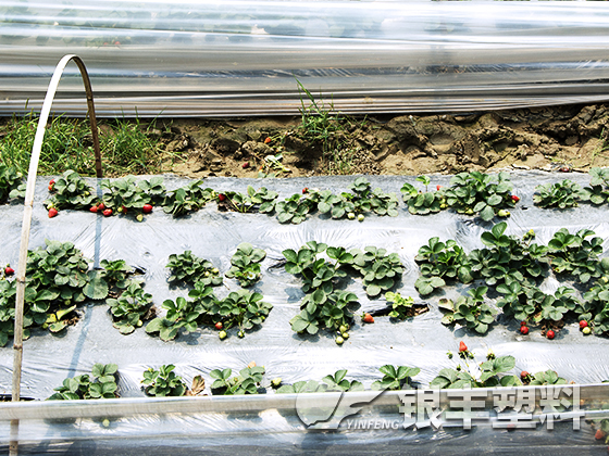 安徽客戶種植草莓案例