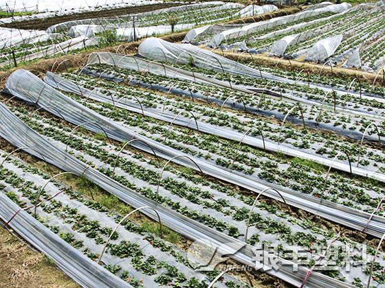 安徽客戶種植草莓案例