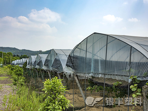 超長壽葡萄專用膜產品圖片