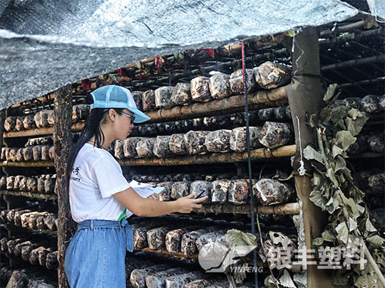 南陽西峽種植香菇案例